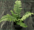  Dryopteris tokyoensis- Tokyo Wood Fern Plug £3.25